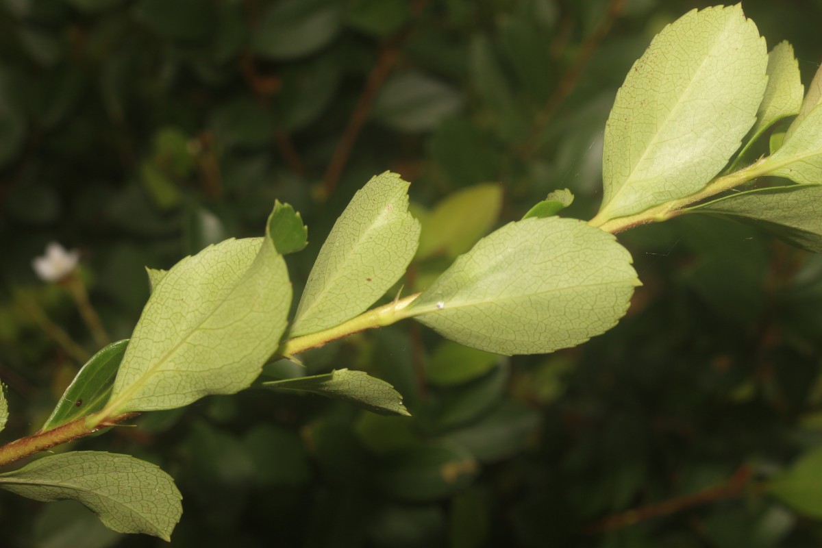 Rhaphiolepis indica (L.) Lindl.